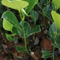 高州正品起接珍珠菠萝蜜苗