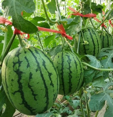 精品2k大棚小吊瓜 皮薄 汁多 九成熟