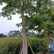 大腹木棉