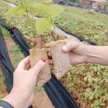 广西扁藤鸡血藤苗，苗好，根须好，基地货批发零售！