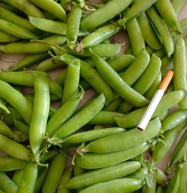 [豌豆荚批发]豌豆荚价格1.00元/斤 - 一亩田