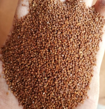 [假酸浆种子批发]冰粉籽价格15.00元/斤 - 一亩田