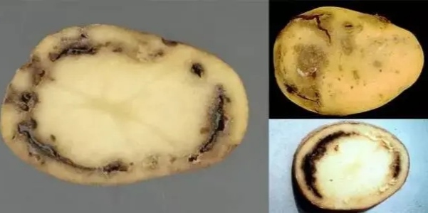 紫薯病害症状图