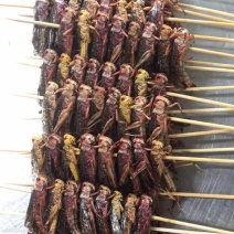 烧烤蚂蚱串
