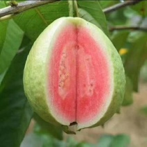 西瓜芭乐红心番石榴苗