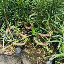罗汉松弯头小苗