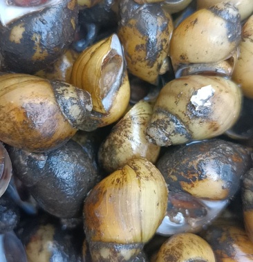 螺蛳食用鲜活黄螺也有