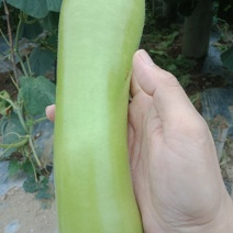 广东瓠瓜原产地发货千亩种植基地货源充足欢迎电联