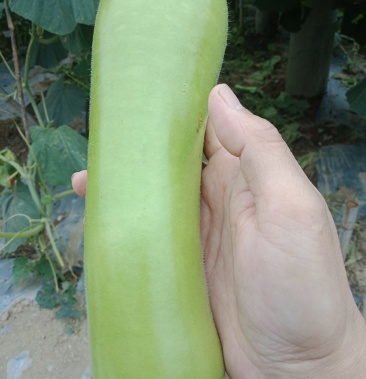 广东瓠瓜瓠子瓜葫瓜沪子瓜