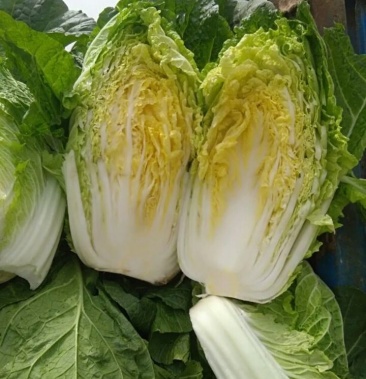 黄心大白菜玲珑黄大白菜大量新鲜上市黄心大白菜