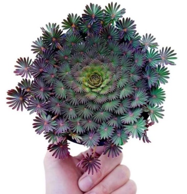 棕榈叶酢浆草oxalispalmifrons种球