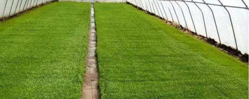 二甲四氯钠在不同地区使用场景对比图