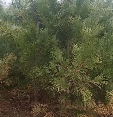 出售自家占地树苗果松苗