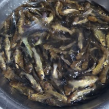 黄骨鱼苗