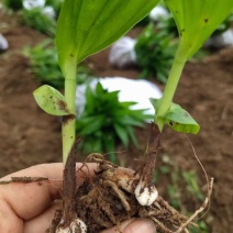 紫花宽叶大白芨种苗
