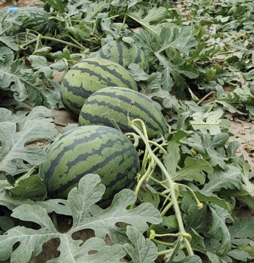 山东潍坊昌乐西瓜大量上市甜王,2k甜瓜