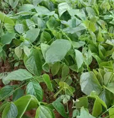 [血藤苗批发]鸡血藤苗价格1.20元/棵 - 一亩田