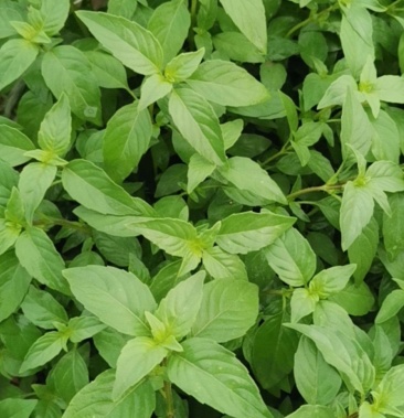 [大叶荆芥批发]荆芥价格2.00元/斤 - 一亩田