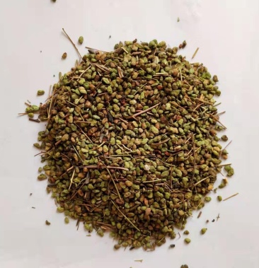 黄栌树籽红叶黄栌种子林木种子观叶风景荒山园林