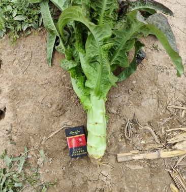 兰州香莴笋高度45厘米55厘米粗度一把一指至一把二