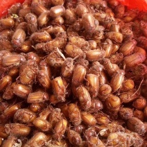 【金龟子】瞎碰小货昆虫特种养殖质量保证欢迎采购