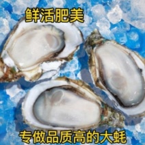 湛江生蚝长期批发价廉物美大蚝烧烤或隔水蒸蒸皆好味