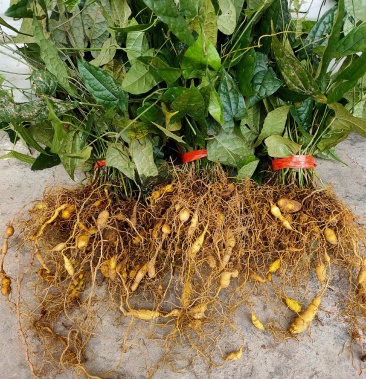 金果榄苗地苦胆苗