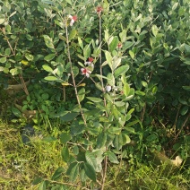 菲油果苗
