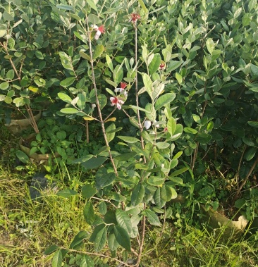 [菲油果苗批发]菲油果苗价格10.00元/棵 - 一亩田