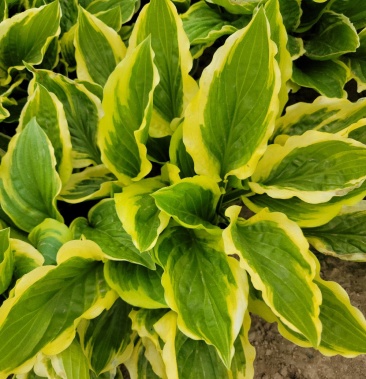 出手金边玉簪 大金边甜心 辽宁产地直发 越冬能力好繁育快