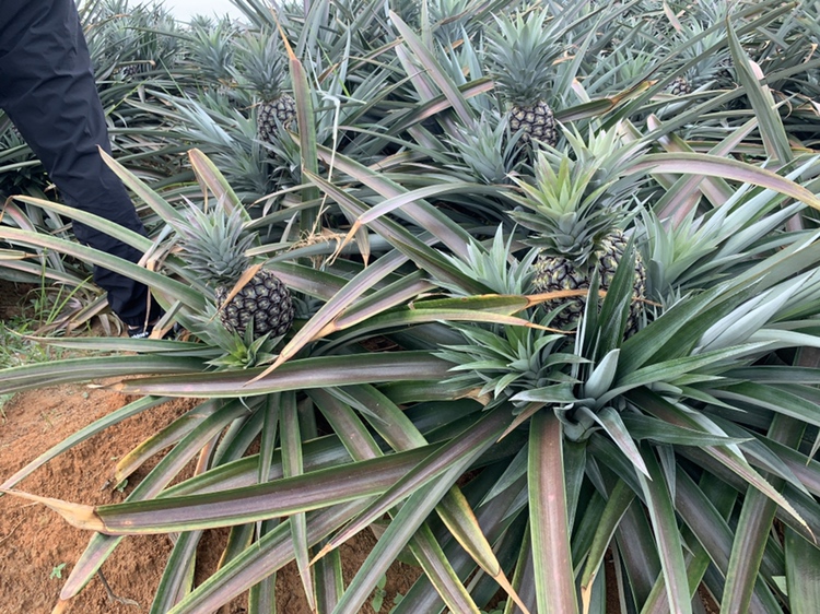 都乐菠萝的产地与品种特征