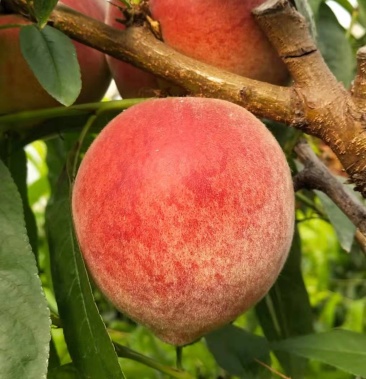 山西夏县大棚春雪毛桃,口感甜,色度好