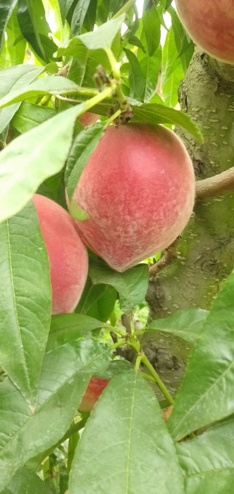 山西夏县大棚春雪毛桃,口感甜,色度好