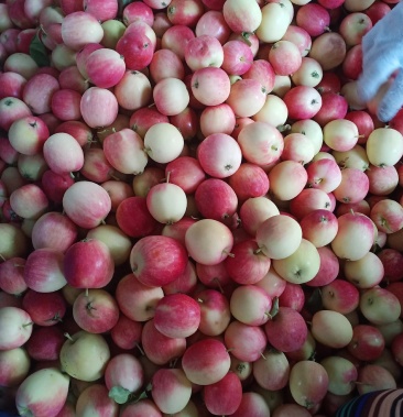 k9果 颜色非常鲜艳 也叫7月先产量大,口感好