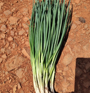 细管黑葱,40-45厘米长,欢迎采购