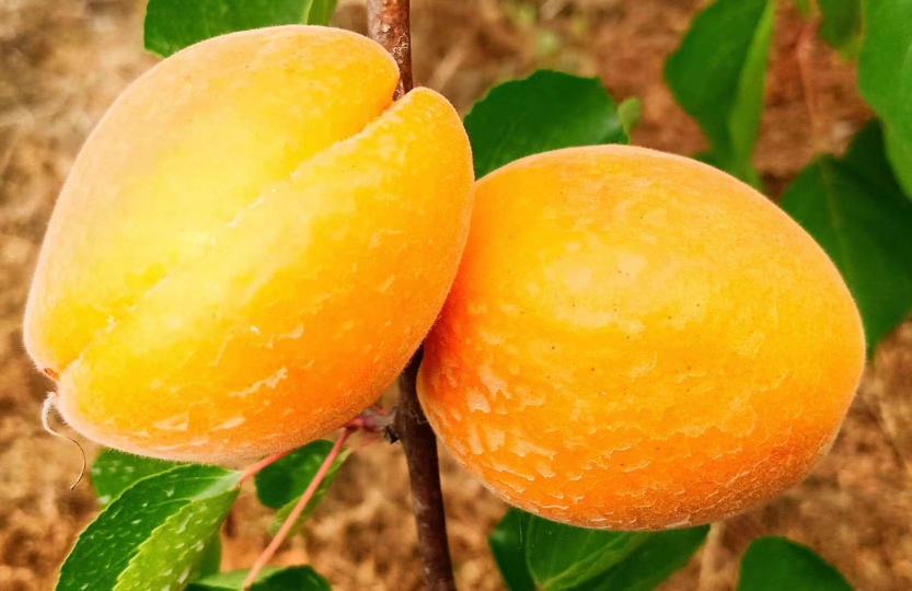 银杏果实与五角枫翅果实物对比图