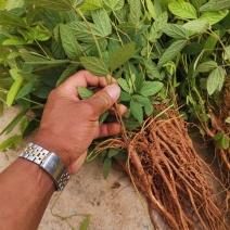 小叶红花千斤拔苗现苗大小大小规格易种植好管理
