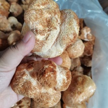 干猴头菇蘑菇东北食用菌干货有机猴头菇绿色双认证