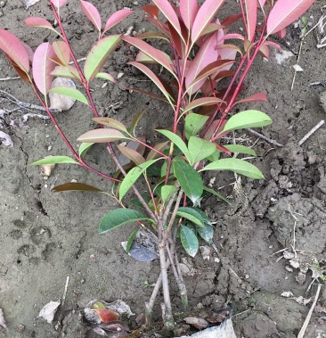 红叶石楠大杯大量出售,大甩卖大甩,保品质