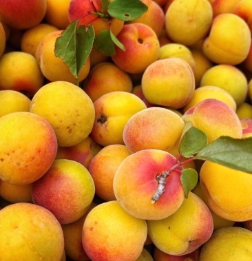 云南高原胭脂梅红梅酸红梅产地直发一件代发【预售供应】