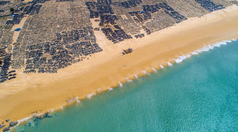 实验室中的海带育苗过程