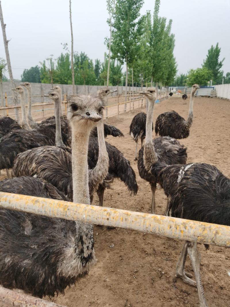 山东菏泽鸵鸟养殖基地图片