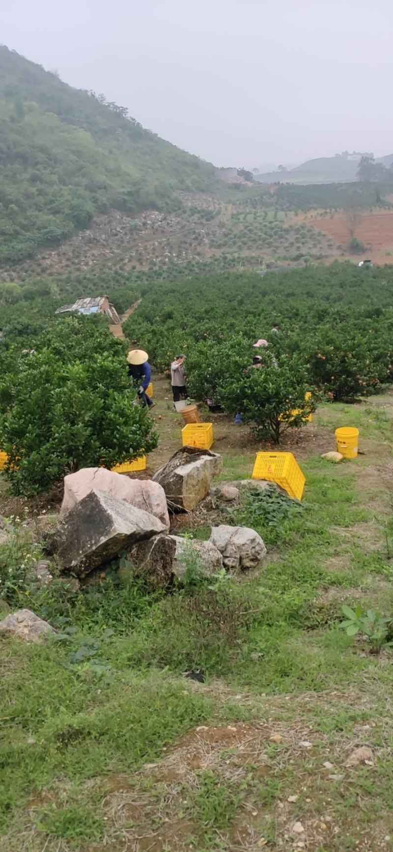 茂谷柑种植技术图片