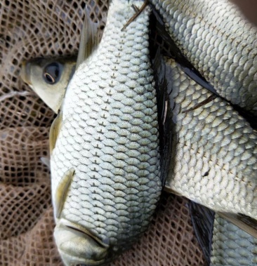 白鯽魚苗中科規格齊全抗病能力強淡水養殖