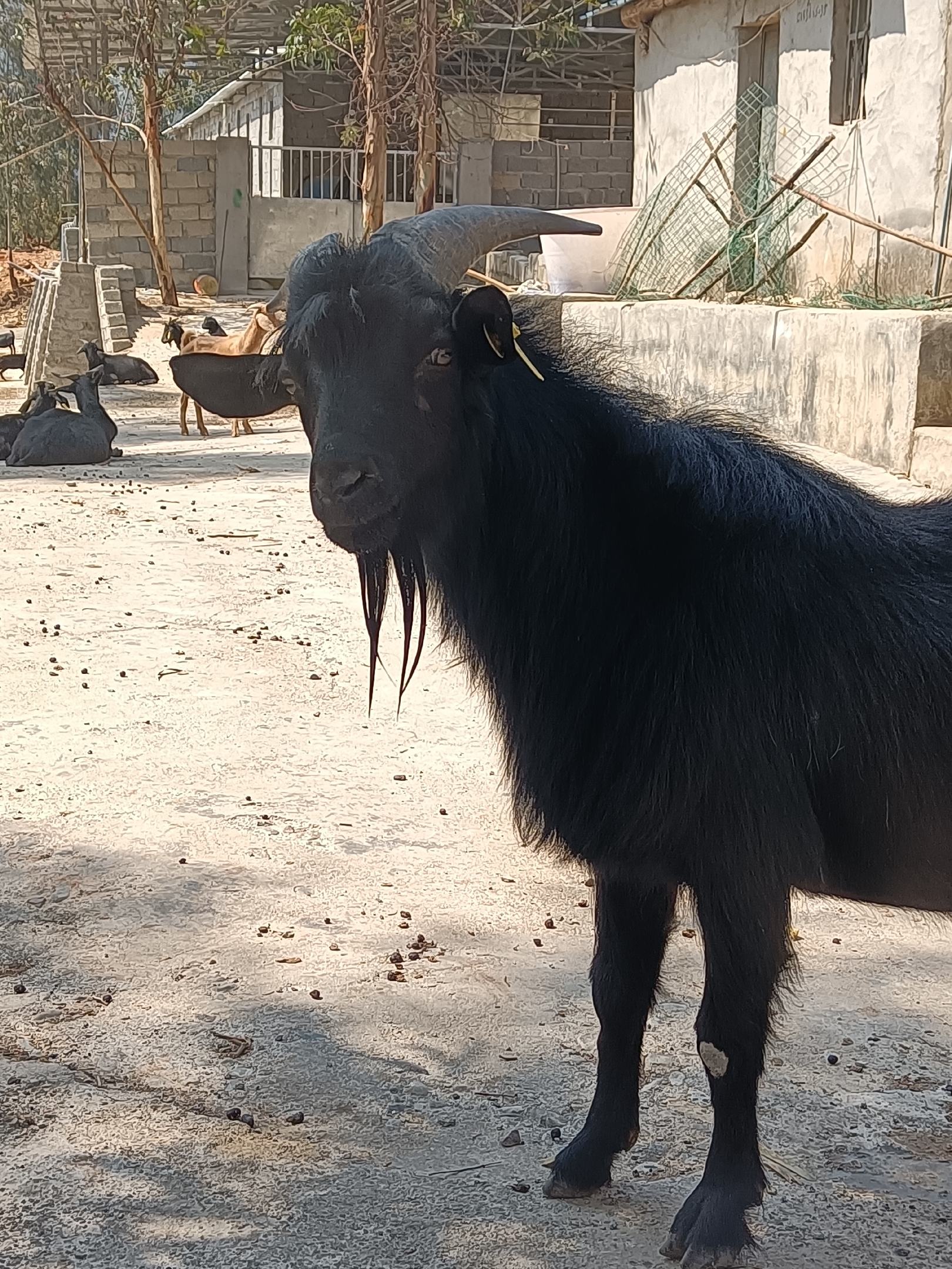 努比亚黑山羊大耳朵图片