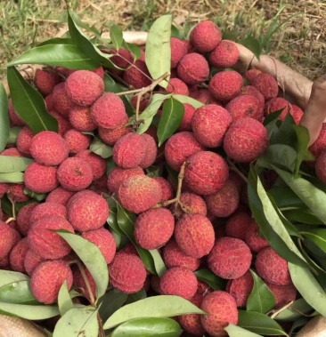 海南澄迈路桥无核荔枝现摘现发空运包邮