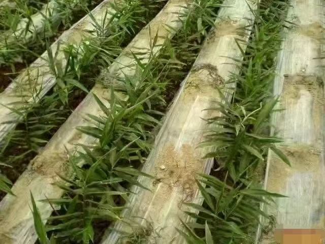 氨基酸原粉喷施示意图