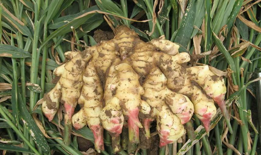 生姜播种操作示意图:开沟点播,芽眼朝上,覆土3~5cm 生姜播种操作示意图