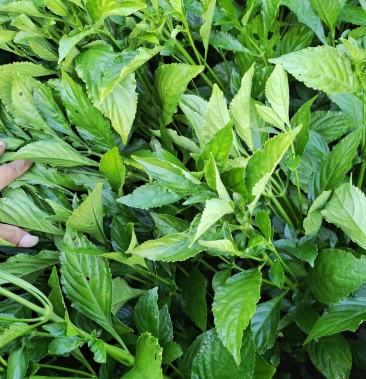 [板蓝根叶批发]板蓝根叶鲜货价格1.20元/斤 - 一亩田