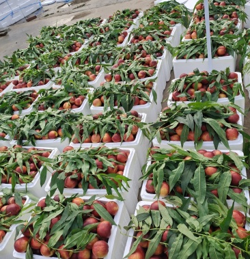 山东平邑大棚油桃大量上市